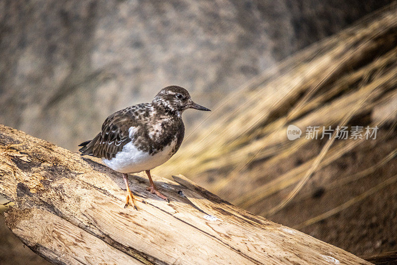 带项链的转盘，(Arenaria interpres)，冬天羽毛的Ruddy Turnstone。